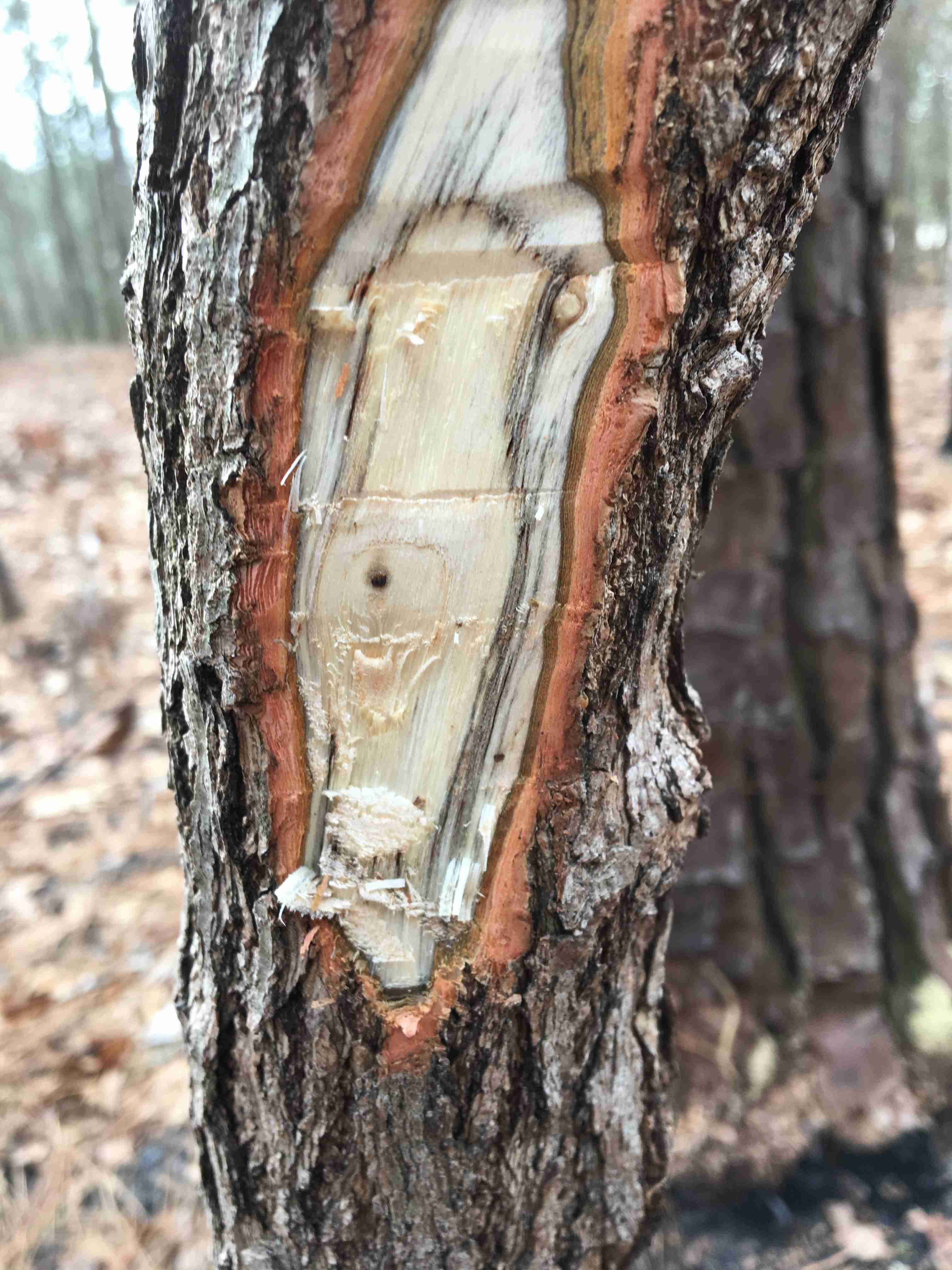 Deadly Laurel Wilt Disease Found in Sassafras for the First Time in N.C