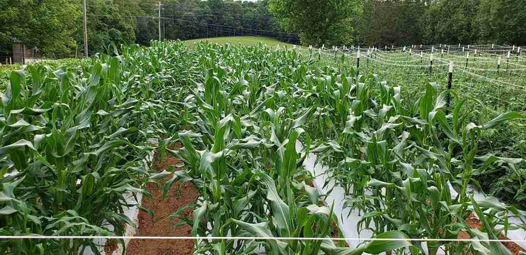 National Agricultural Statistics Service releases North Carolina’s 2024