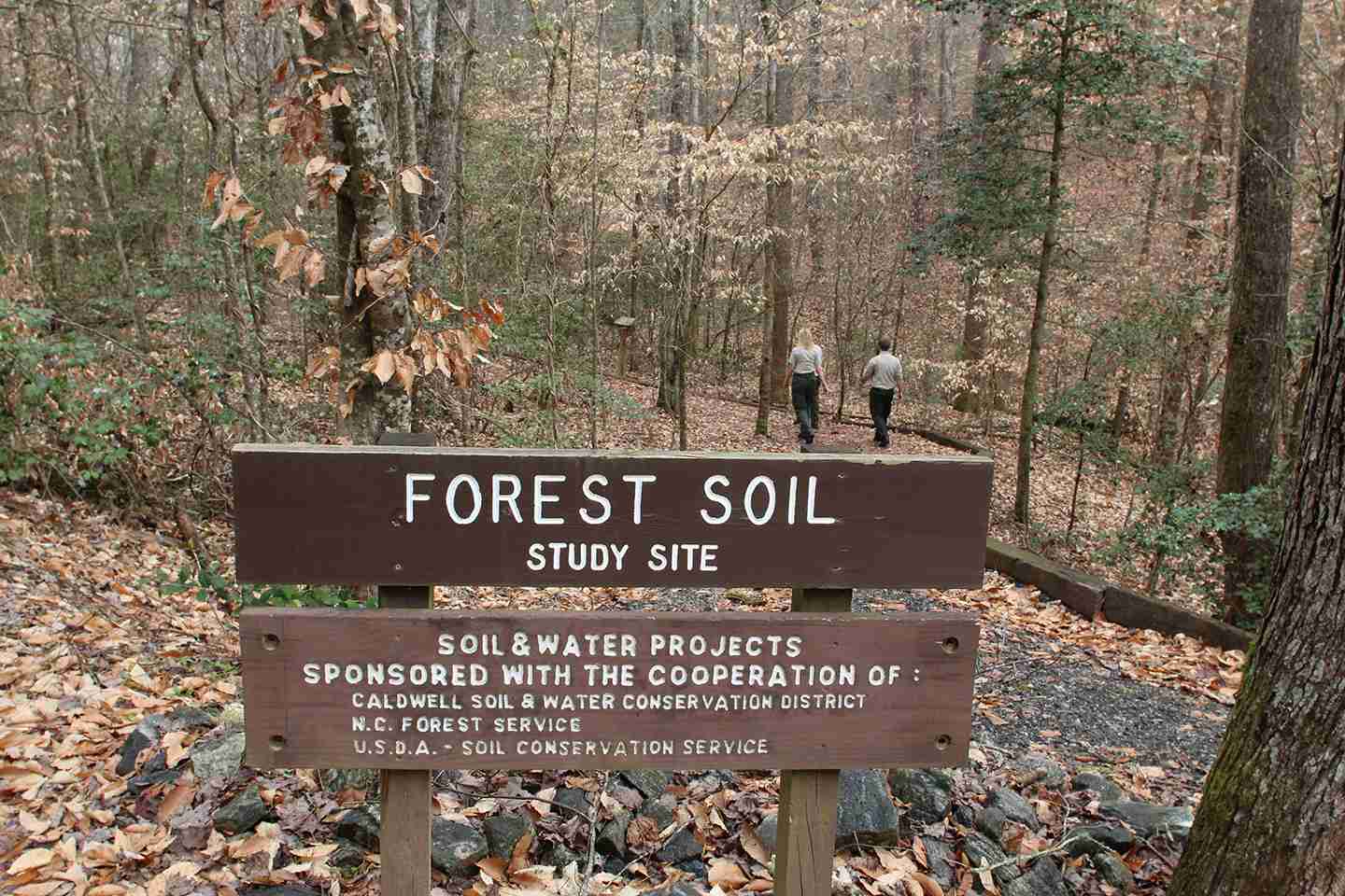 Experience the splendor of fall in a North Carolina state forest In the Field