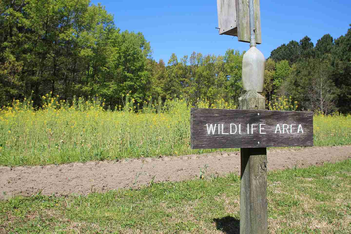 Experience the splendor of fall in a North Carolina state forest In