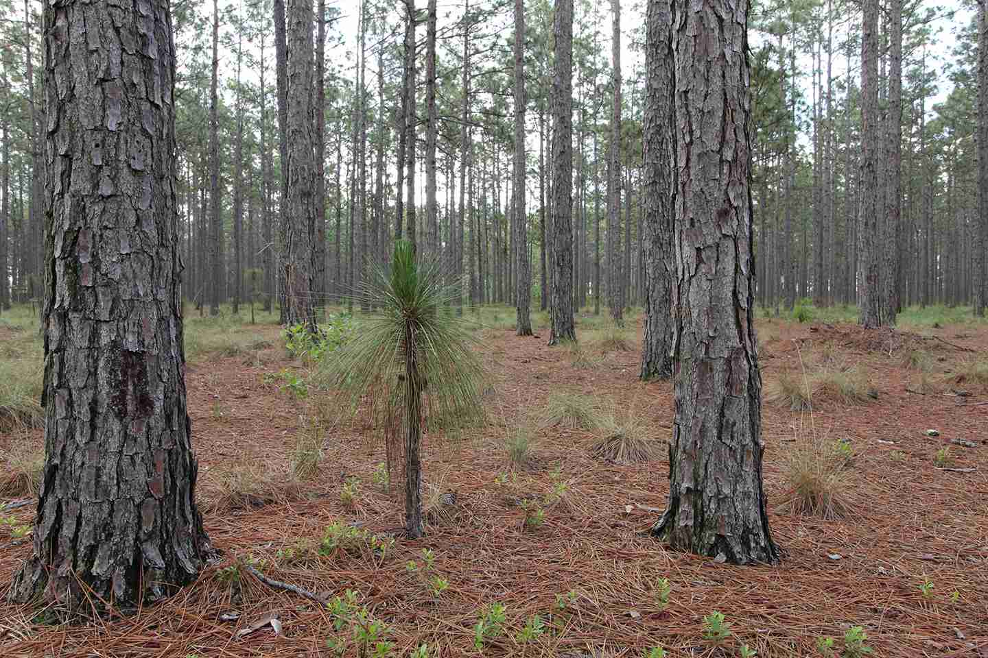 Experience the splendor of fall in a North Carolina state forest In