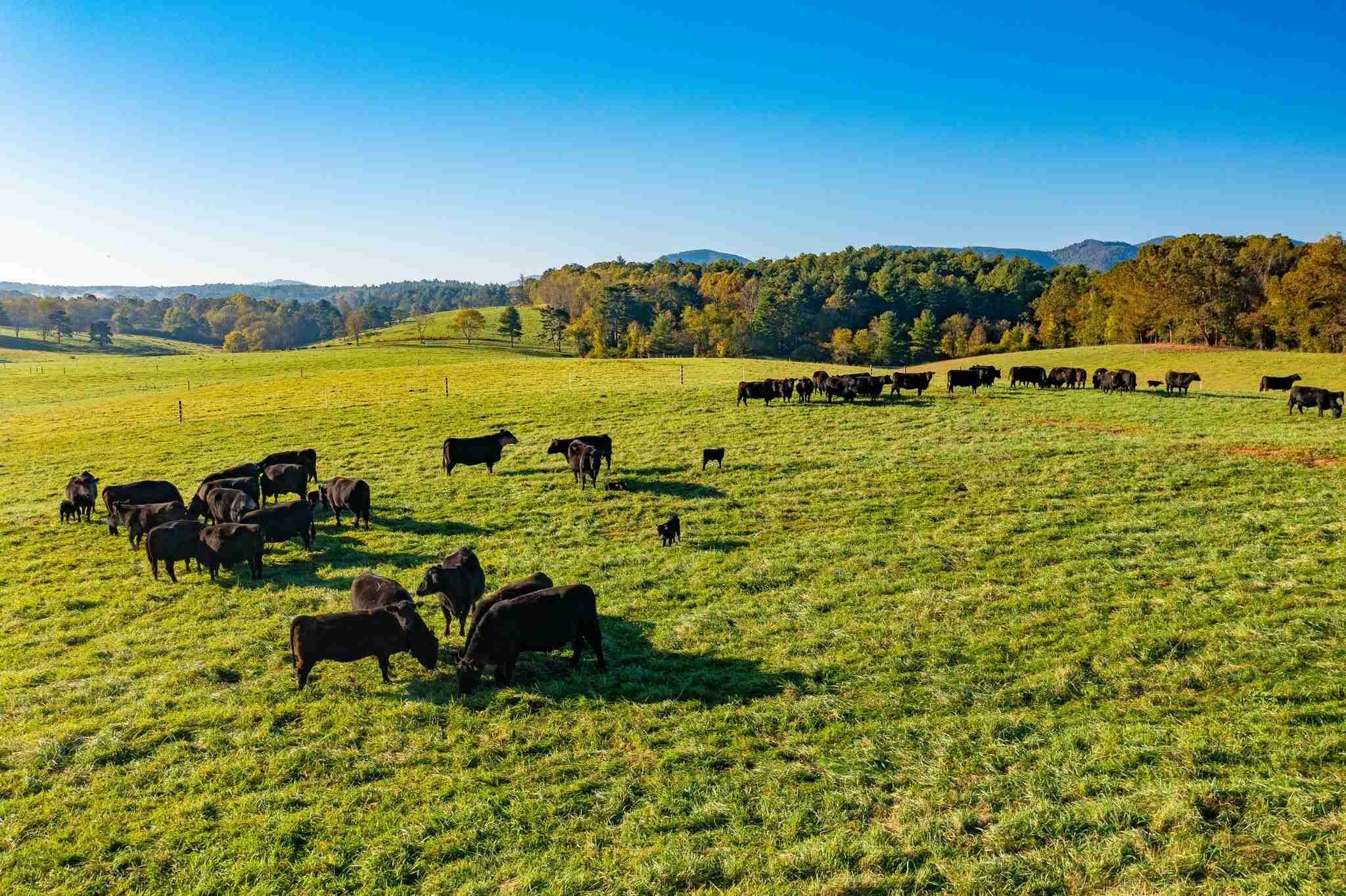 Pastures In the Field