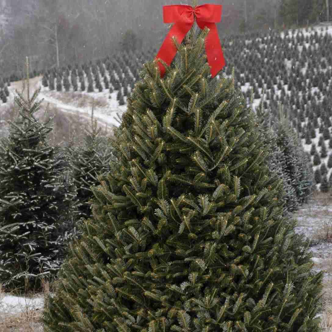 Winter agritourism activities happening now, including farms that are