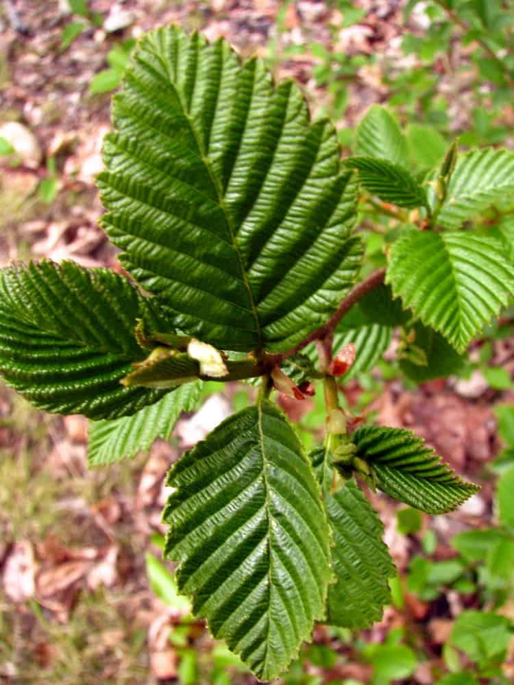 Red alder Alnus rubra North Cascades Institute