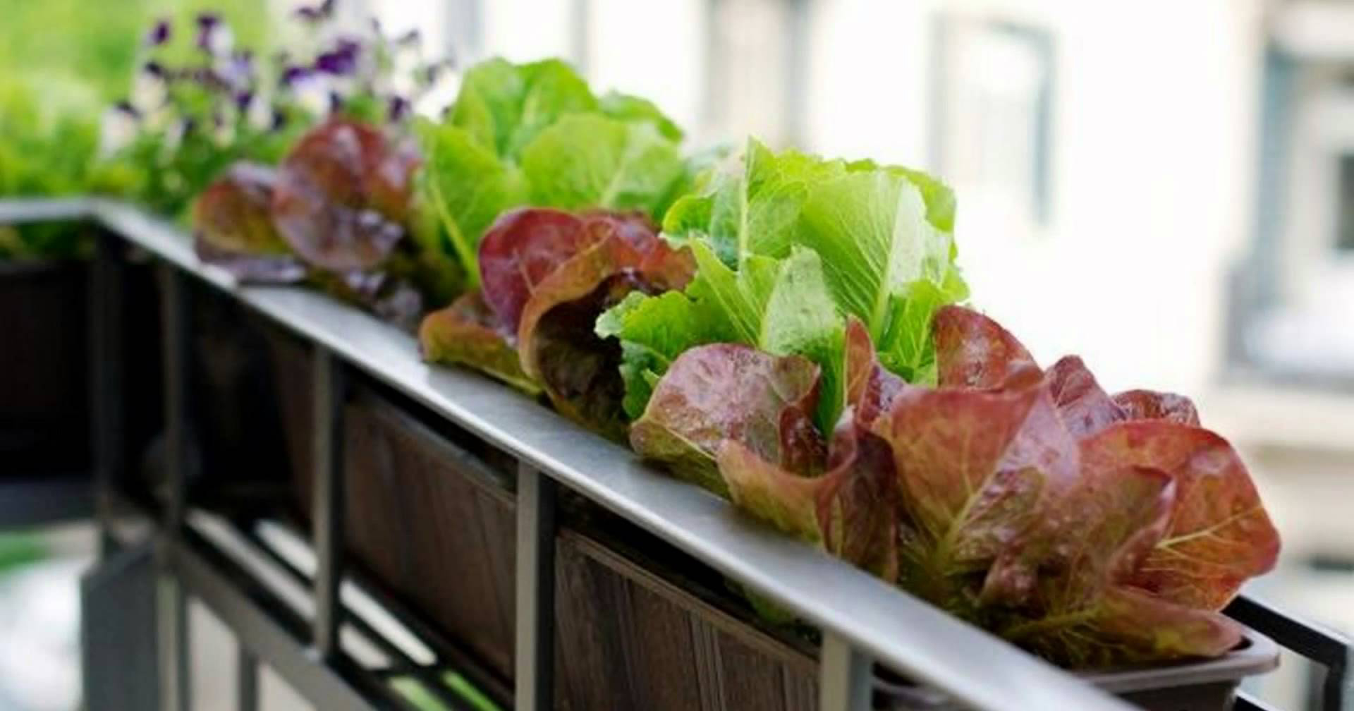 Balcony Kitchen Gardening Ideas for limited space Blog.Nurserylive