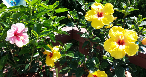 How To Grow The Hibiscus in Your Garden? Blog.Nurserylive