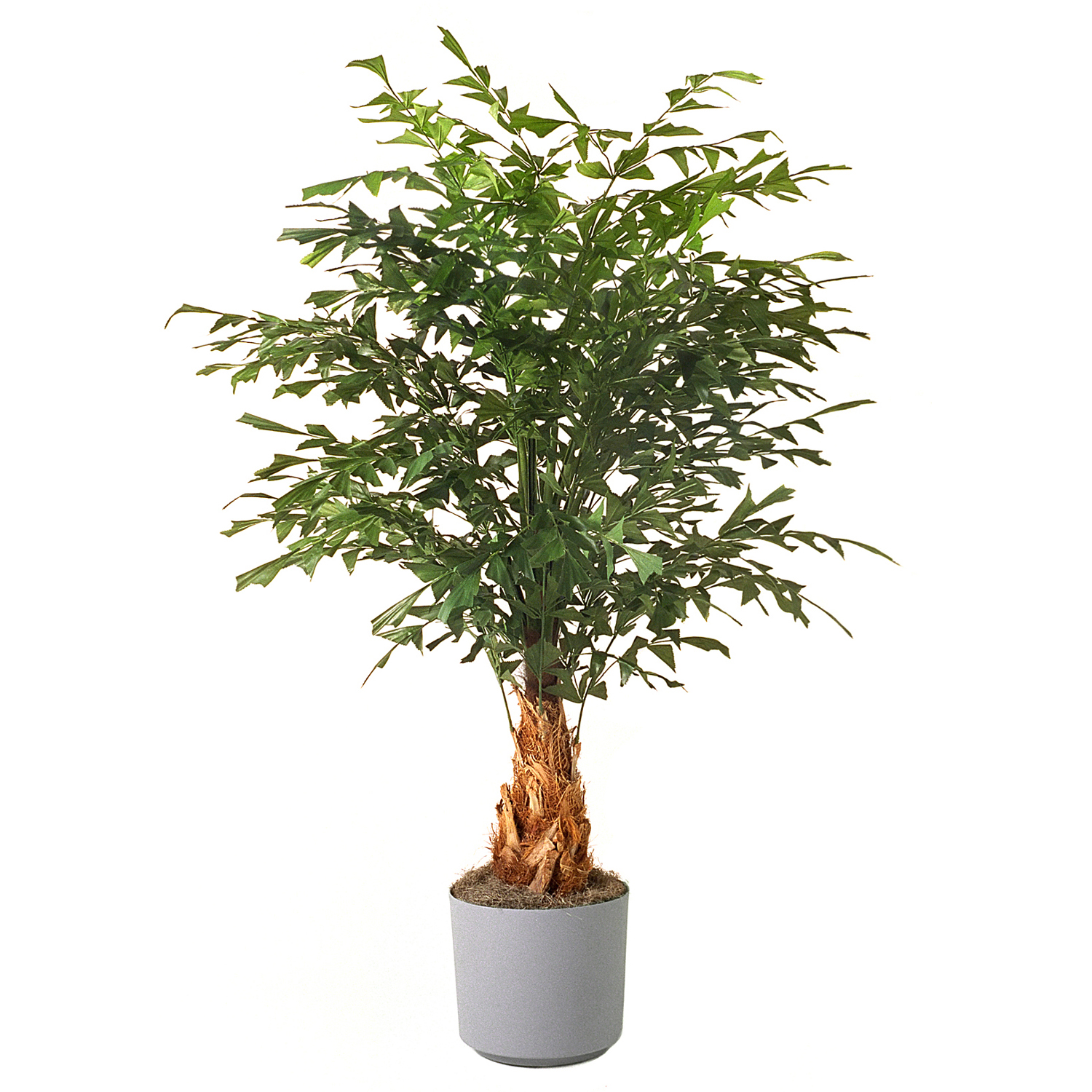 How To Grow Fishtail Palm Indoors In a Pot?