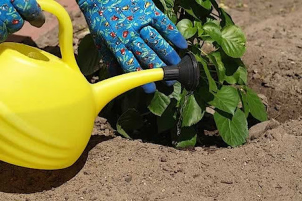 Do You Know What Type Of Water is Suitable for Plants? Blog