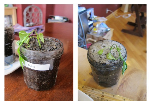 Effect Of Soda Water On Plants gardening in india