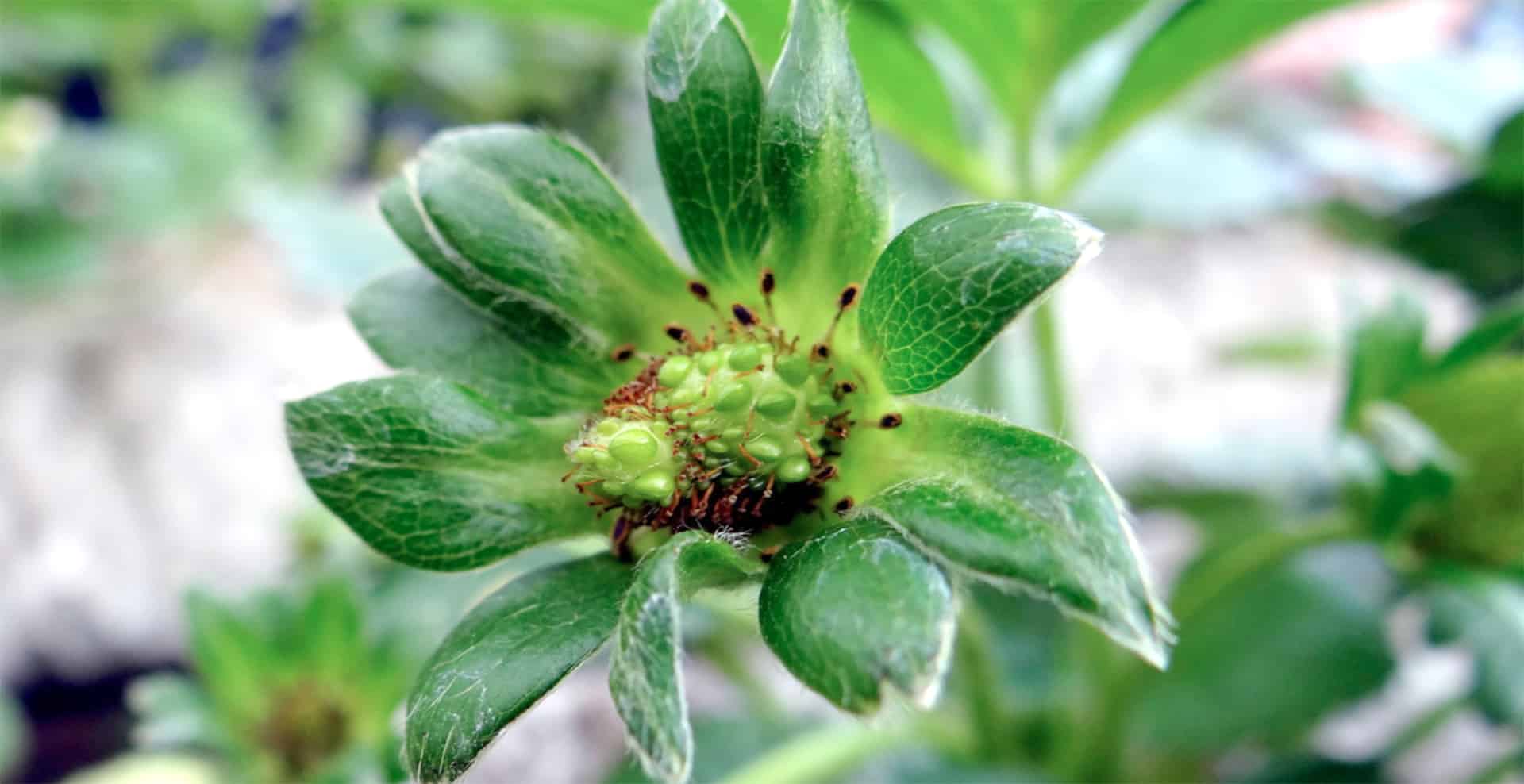 Boron Synergy, Cell Walls and Seed Heads