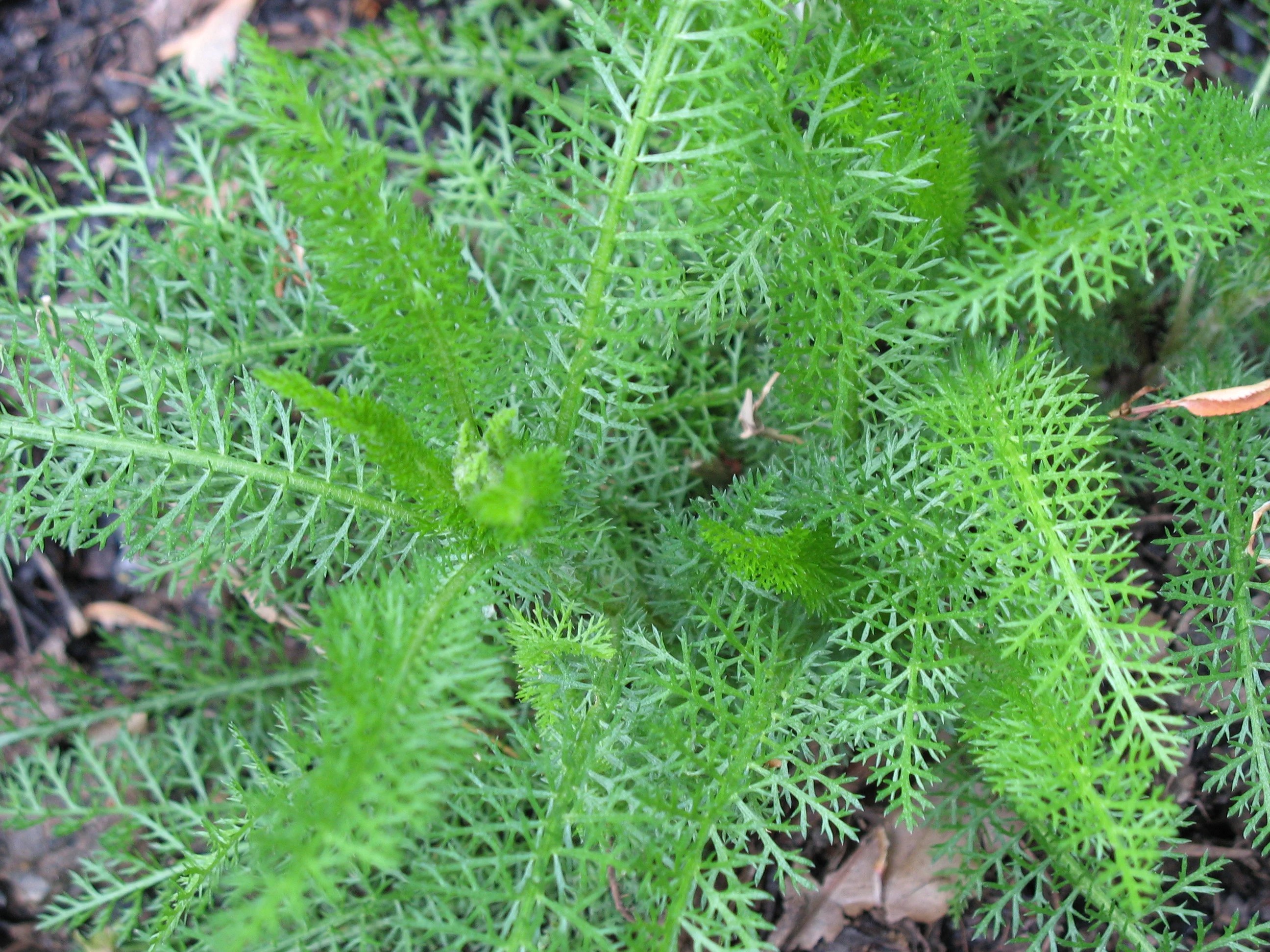 Weed of the Week Yarrow
