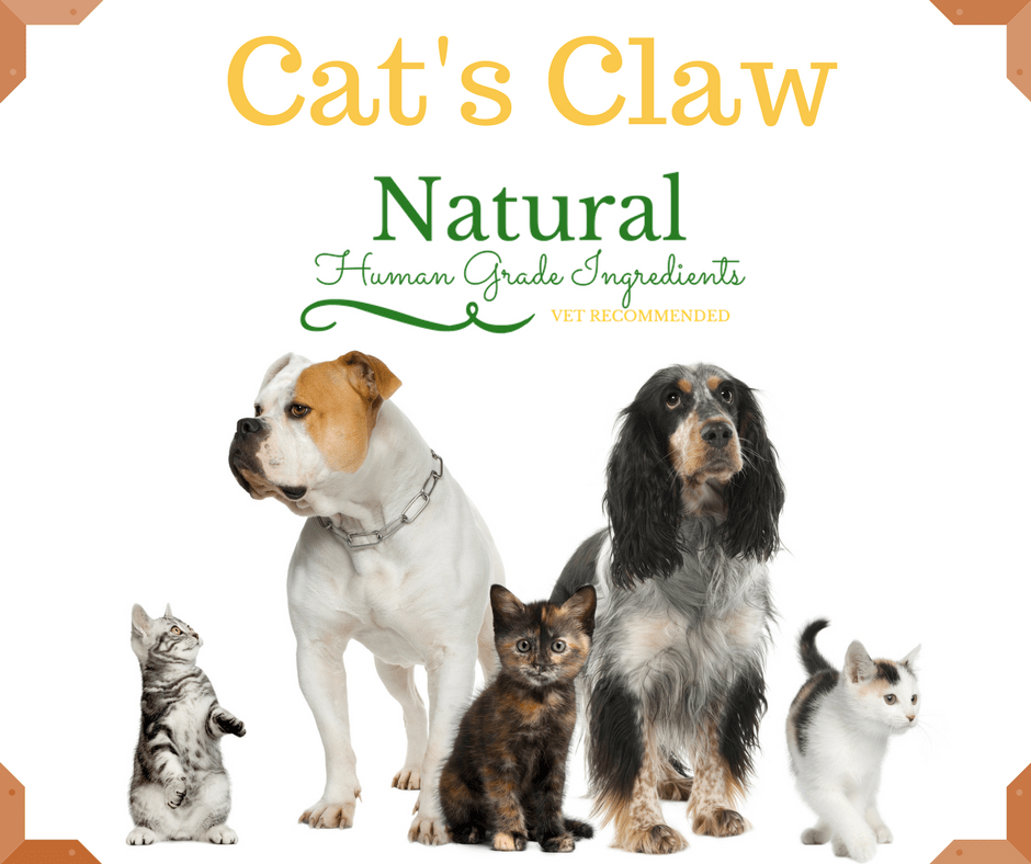 Cat's Claw for Pet's Immune System NuVet Immune Support Supplements