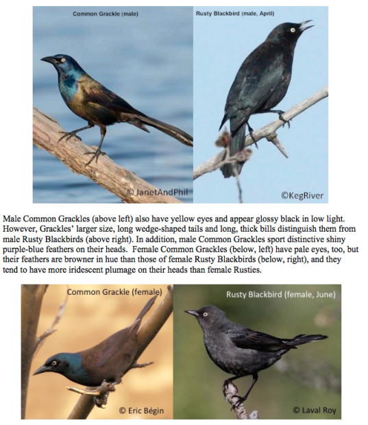 The Rusty Blackbird 9 Things You Need to Know to Help Them The