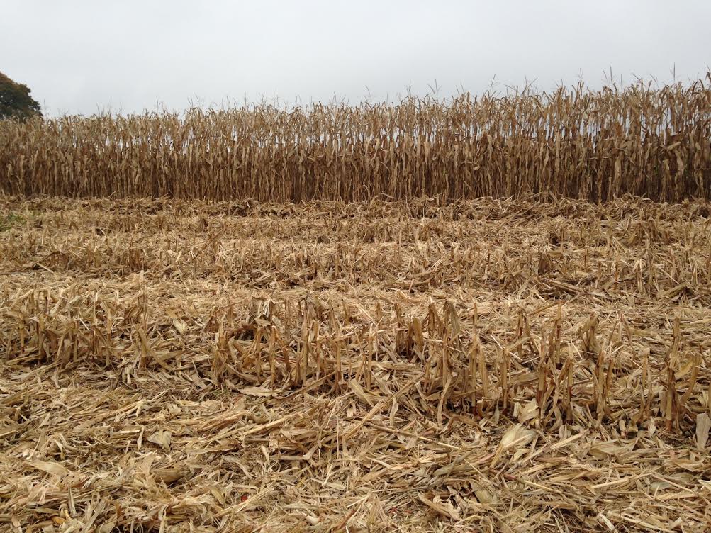 Can Corn Stover Really be a Sustainable Biofuel Source? The National