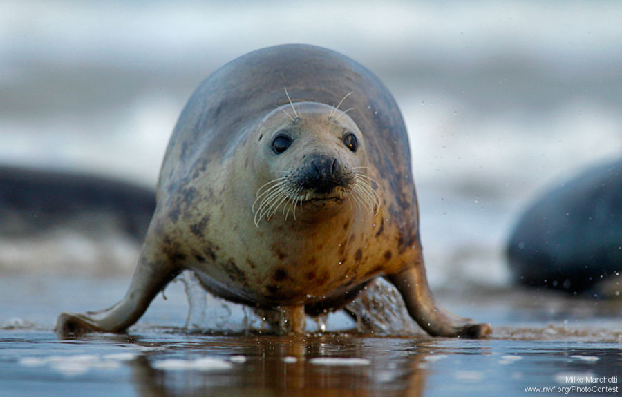 Hold Steady! 21 Photos of Wildlife in Action • The National Wildlife