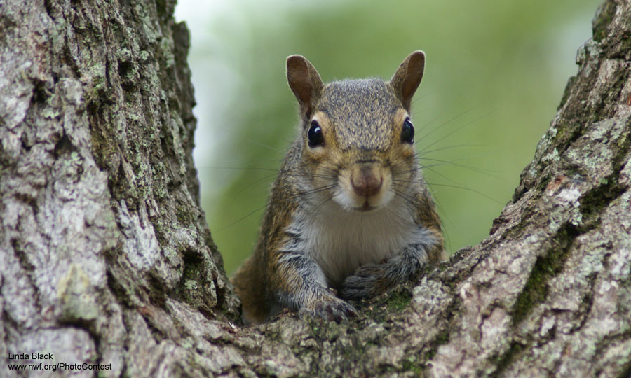 10 Nutty Facts to Make You Appreciate Squirrels The National Wildlife
