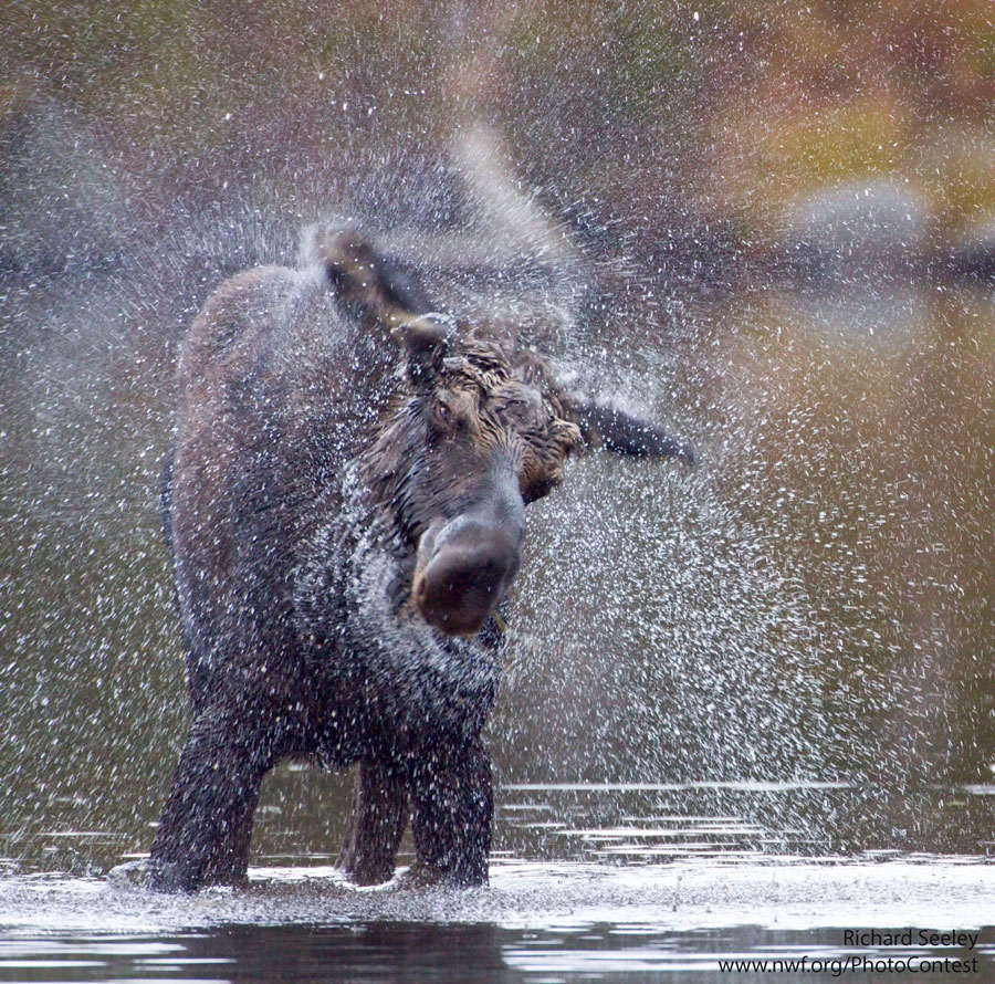 Together We Can Make a Splash for Wildlife and Clean Water The