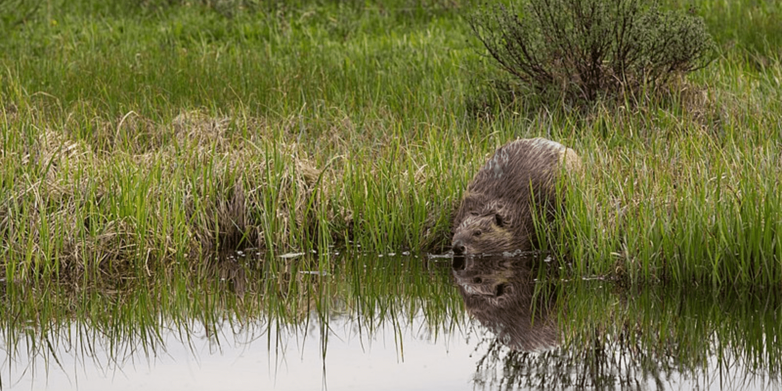 Beavers, Trout, and a Changing Climate • The National Wildlife