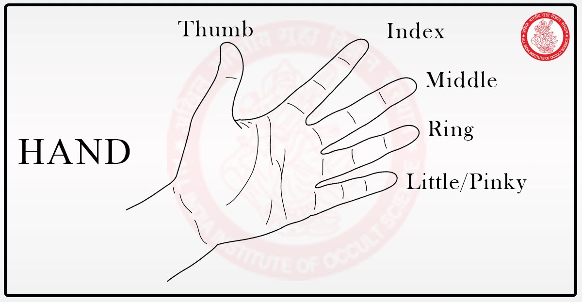 Understanding the Different Types of Fingers in Palmistry