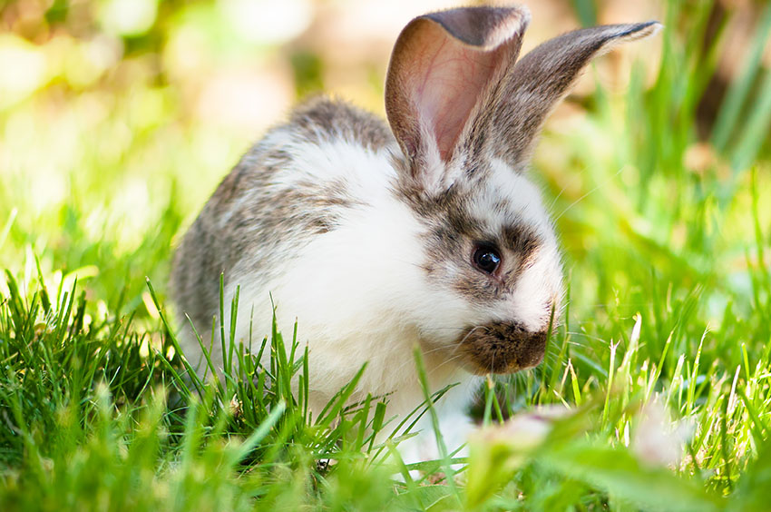 Les lapins et l’été Omlet Blog France