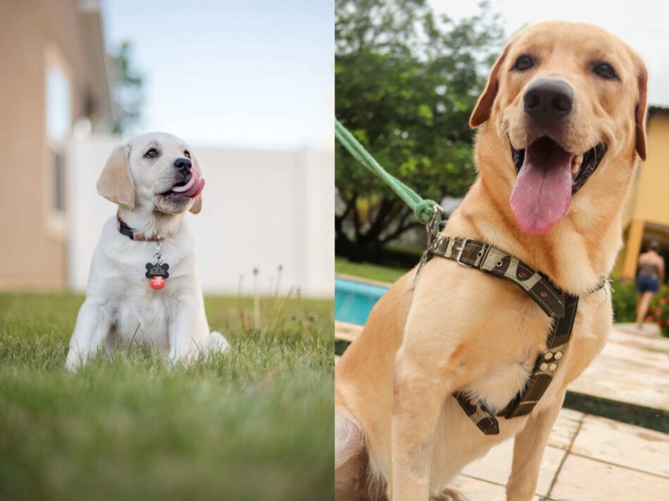 Dog Collar vs. Harness Which is Better for Your Dog? Omlet Blog