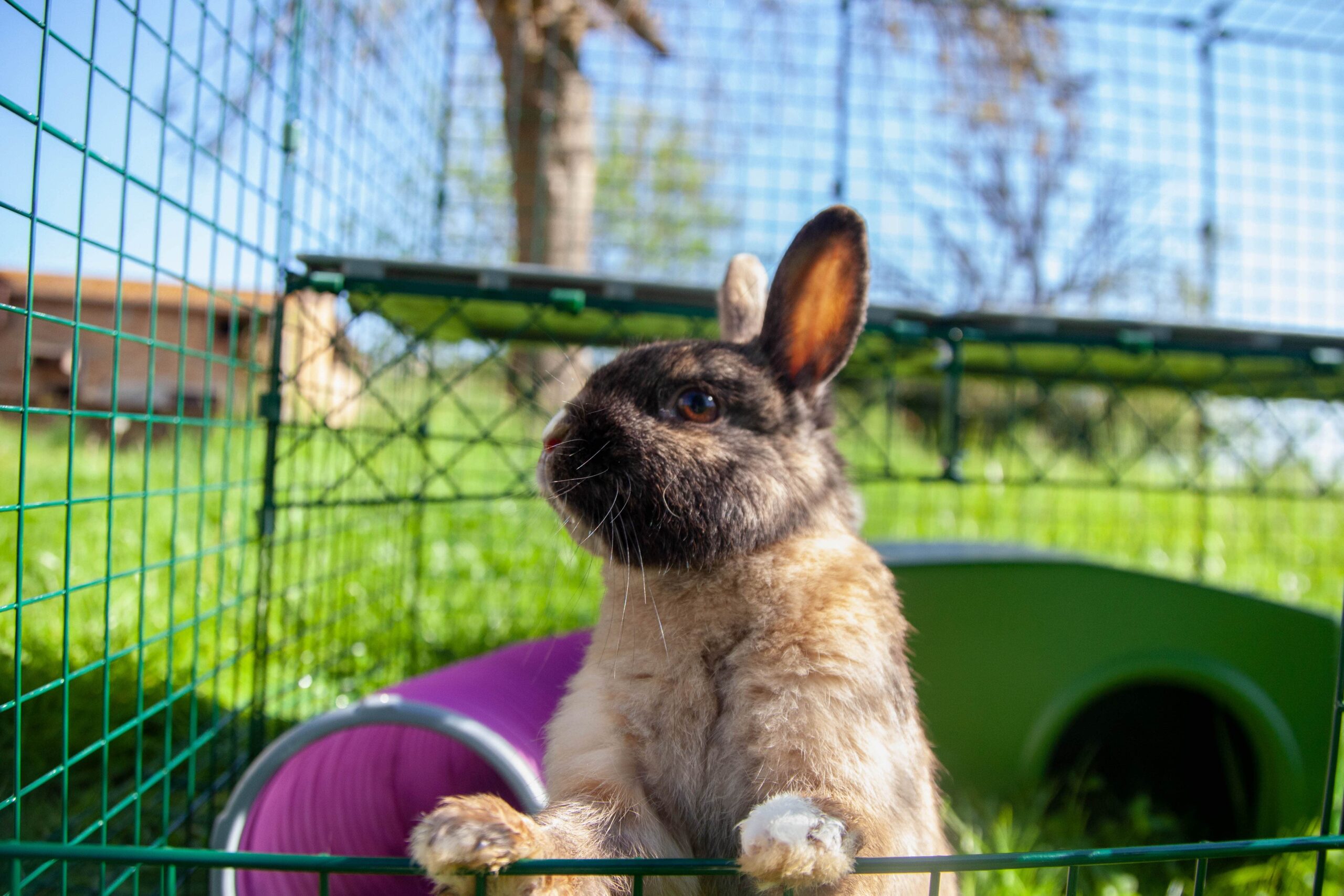 How to Create More Space for Your Rabbits Omlet Blog UK