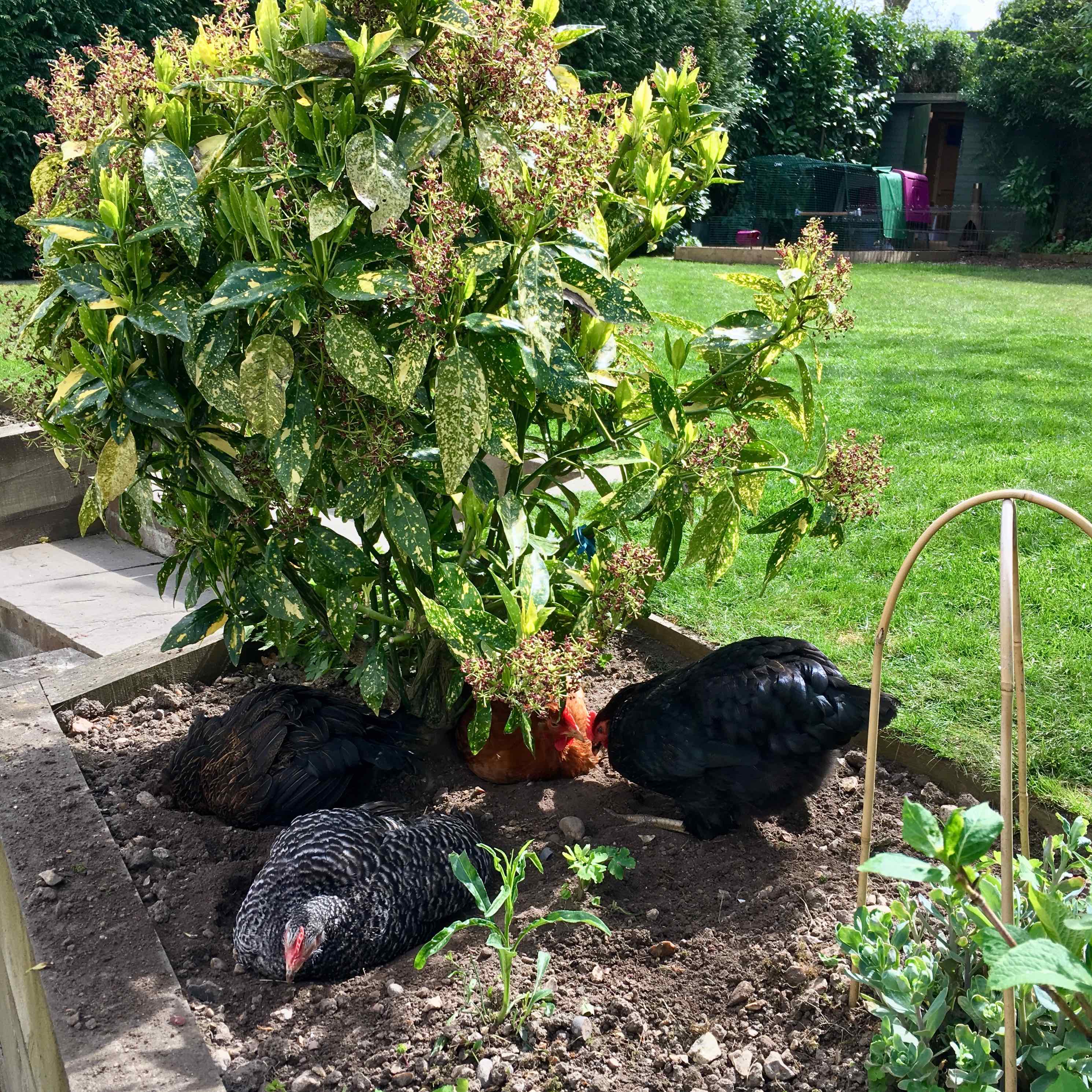 How To Make A Dust Bath For Your Chickens Omlet Blog