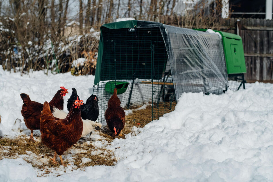 How to Insulate a Chicken Coop Omlet Blog US