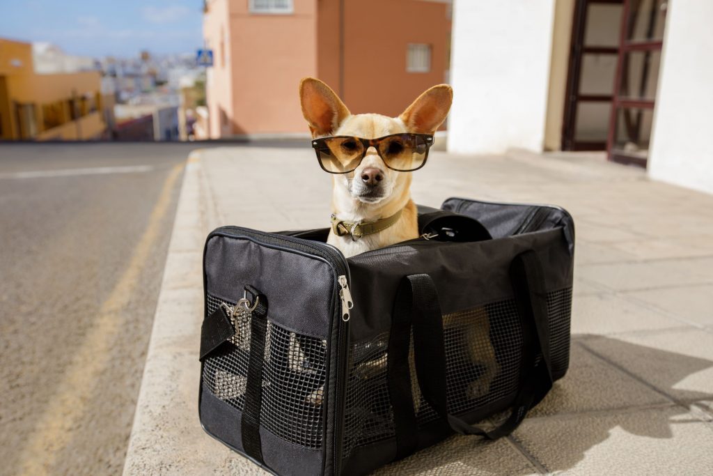 5 Tips for Traveling With a Dog on a Plane Airport Parking One Stop
