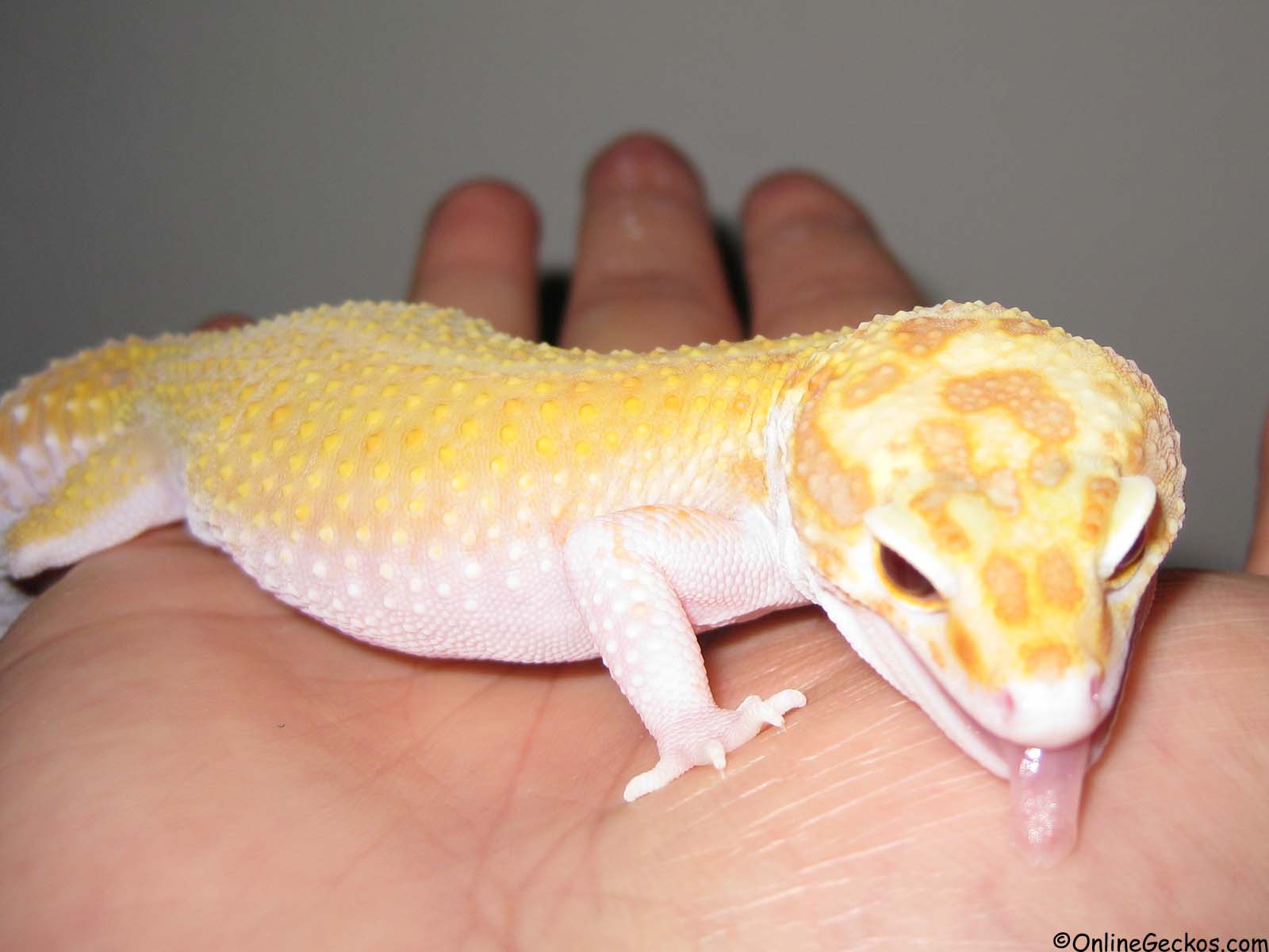 Best Reptile Pets For Handling Beginner Pet Lizards Leopard Gecko