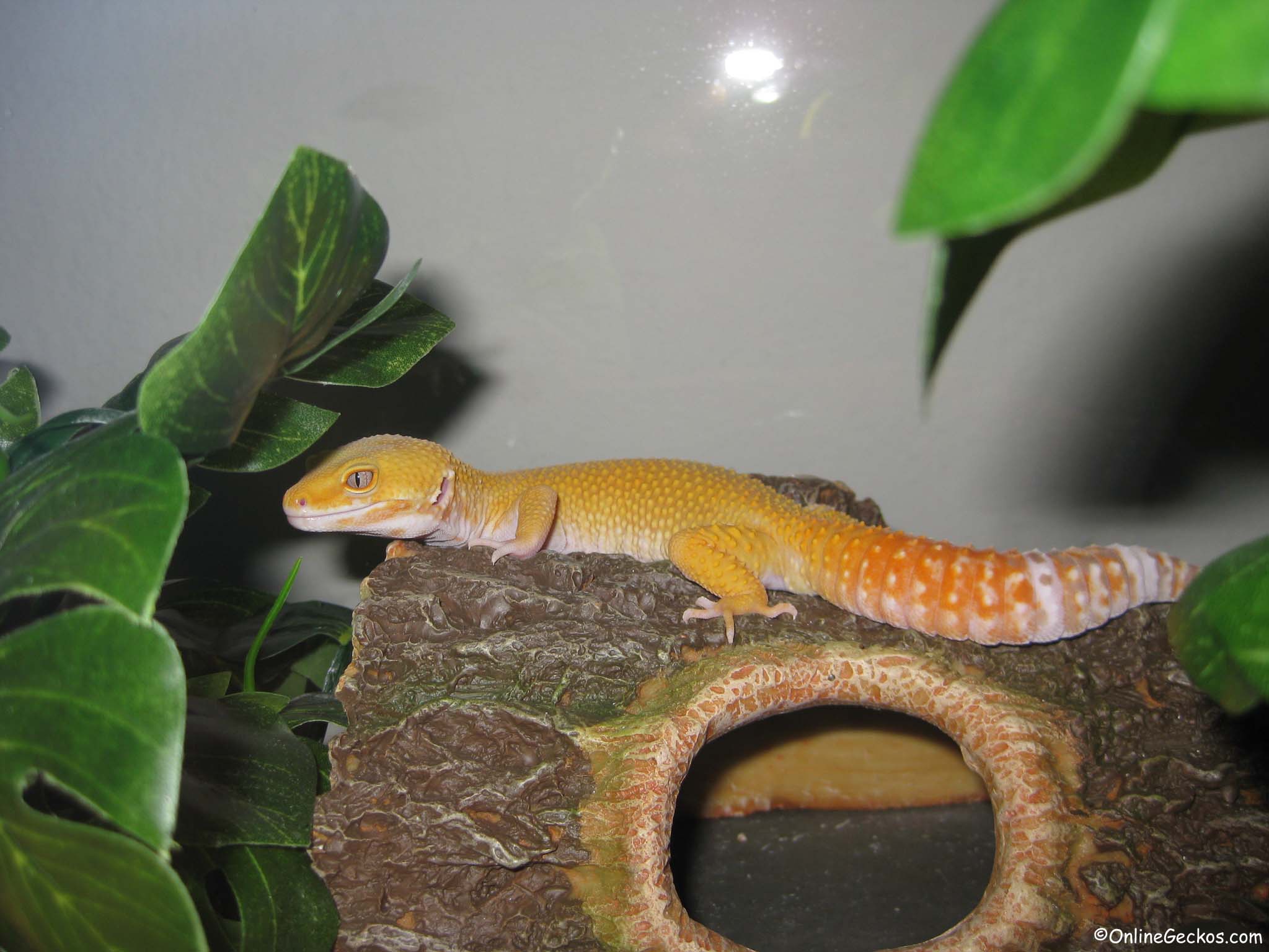 How to supplement gecko diet and dust feeder insects