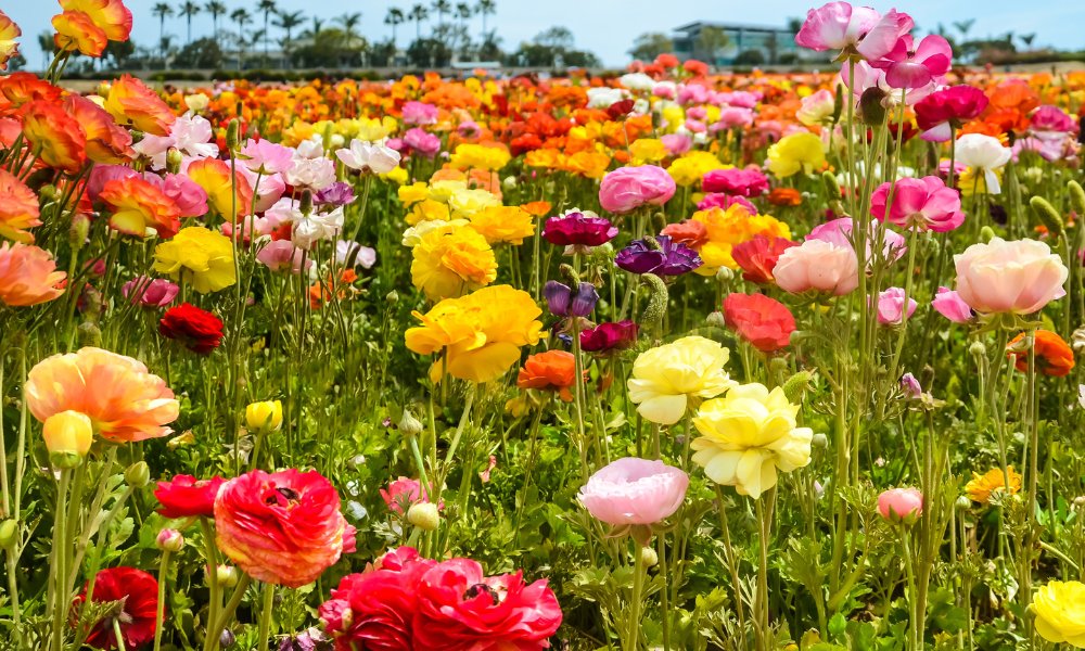 गमले में इस तरह लगा सकते हैं रैननकुलस फूल के बल्ब How To Grow