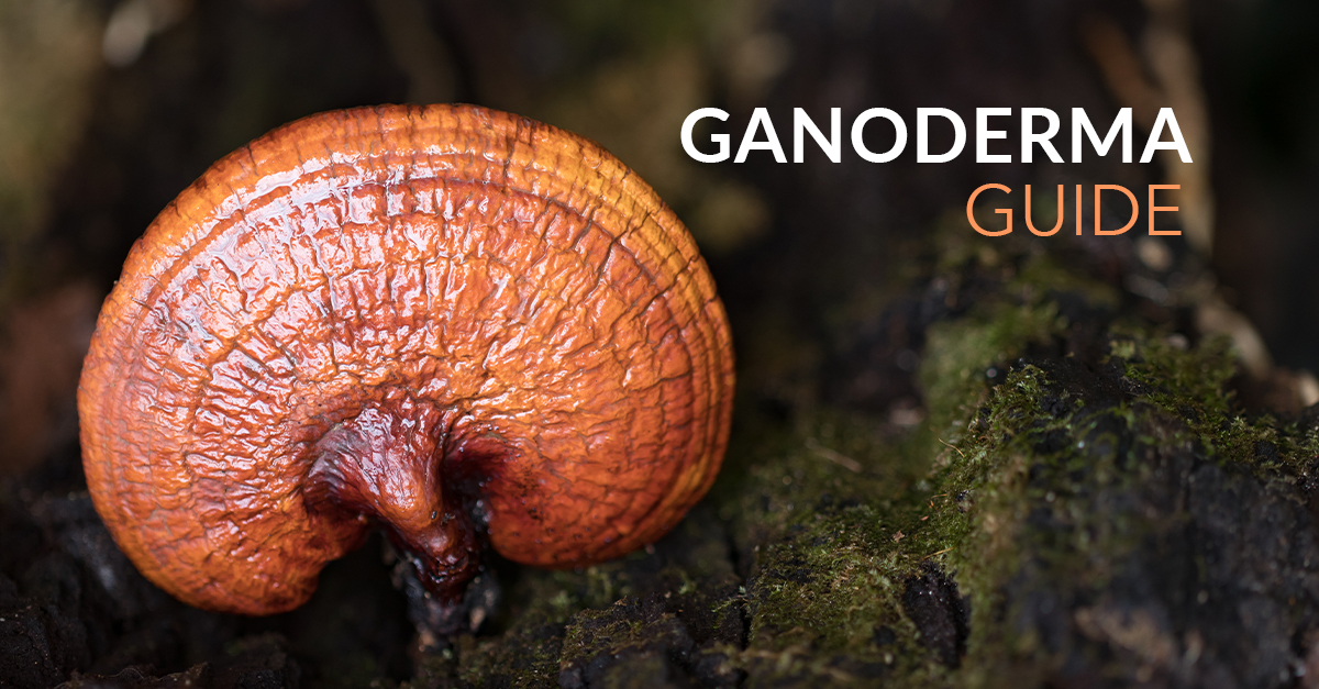 Your Guide to Ganoderma and its benefits ORGANO™ Official Blog