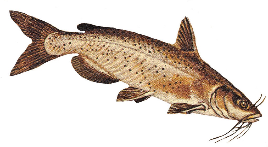 How To Catch Catfish Best Baits and Strategies Gander Outdoors