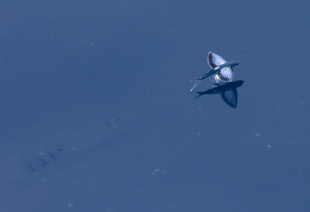 Diving Olympics The Final Five of the Sea