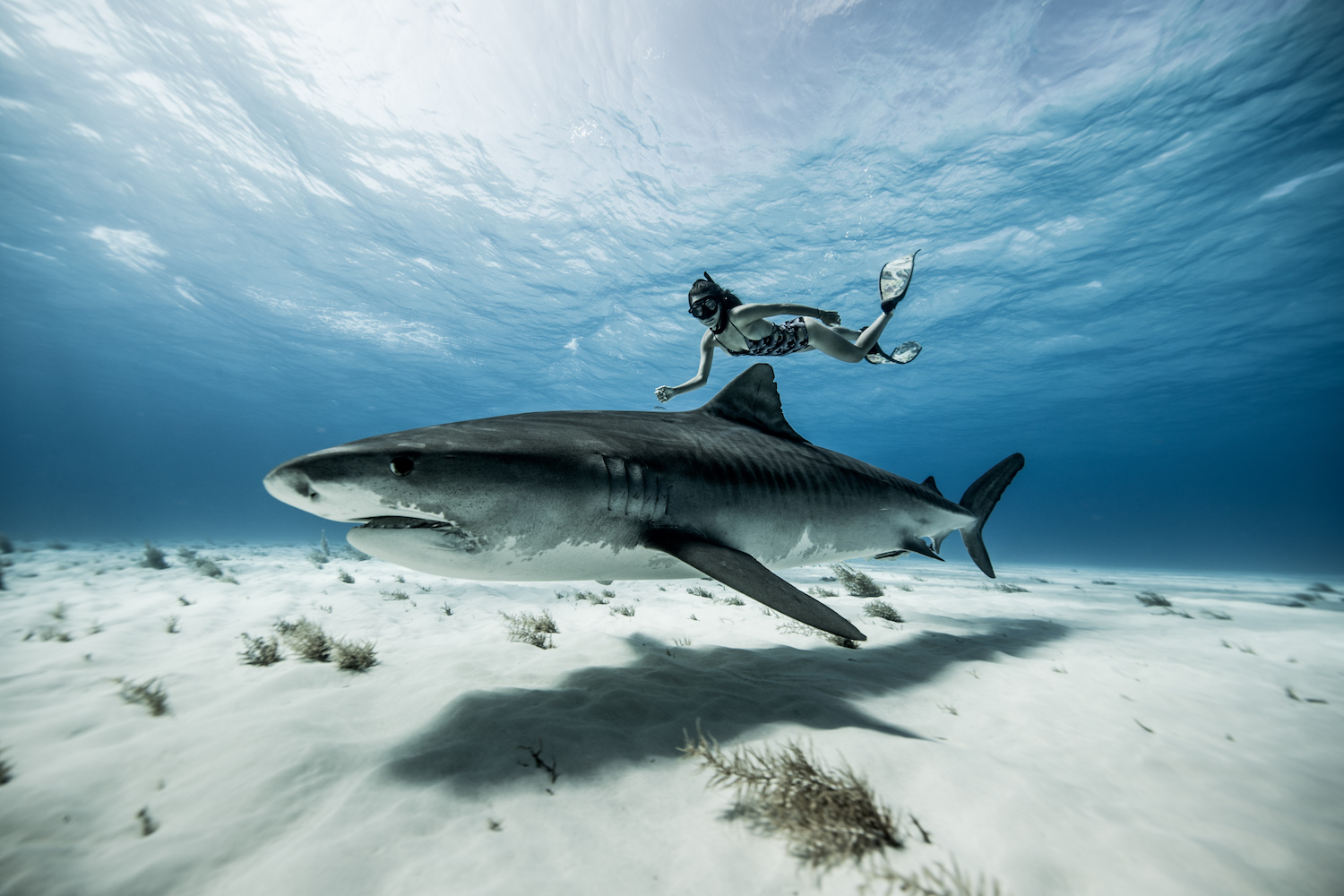 10 Photos That Will Make You Want to Dive Tiger Beach in the Bahamas