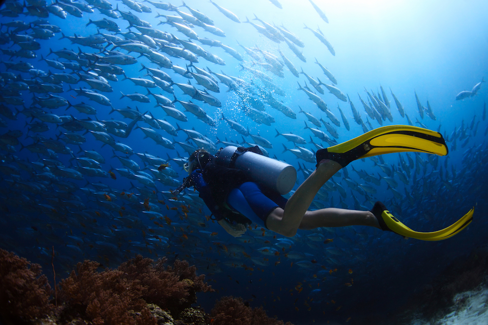 Dive into a World of Opportunities