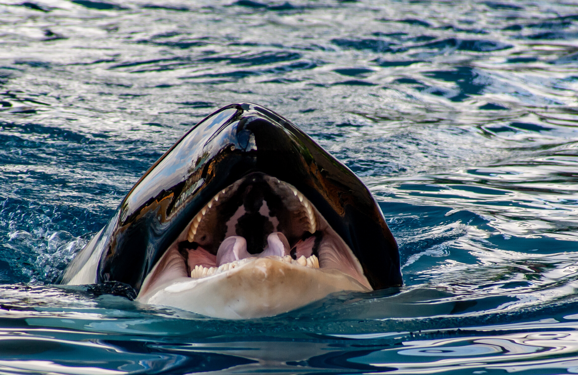 Orca Whale or Dolphin?