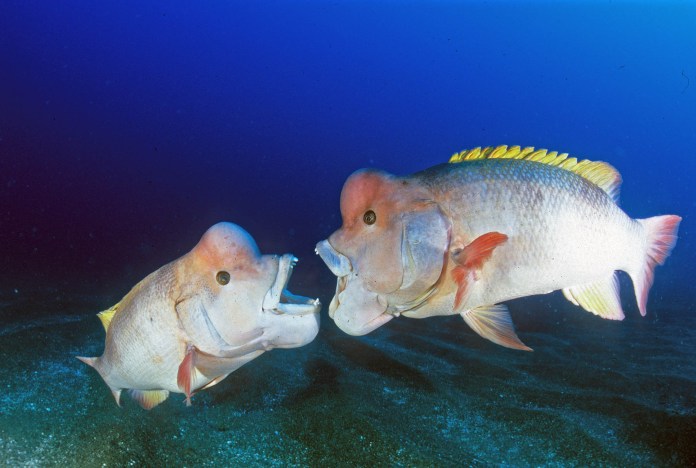 Diving the Wild Fantastic thing about the Sea of Japan