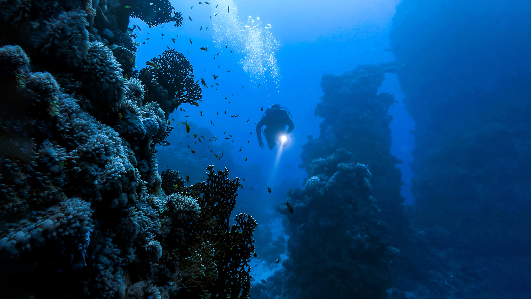 Drei Gründe, warum Deep Diver dein nächster SpecialtyKurs sein sollte