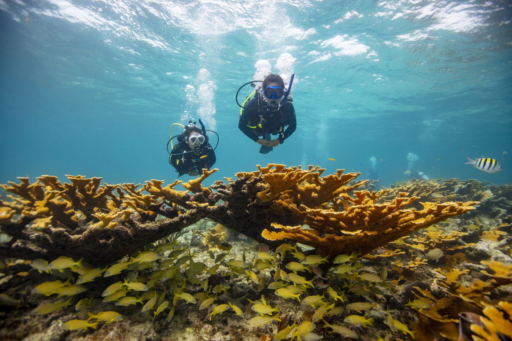 What are the 4 PADI Open Water Dives?