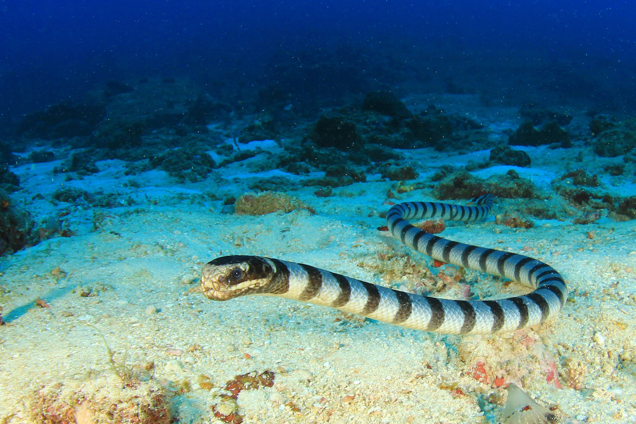The Top Destinations to Dive With Sea Snakes
