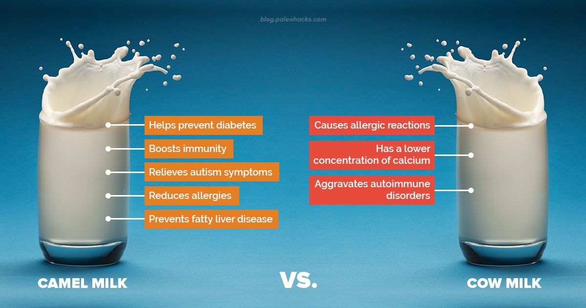 Camel Milk vs Cow Milk