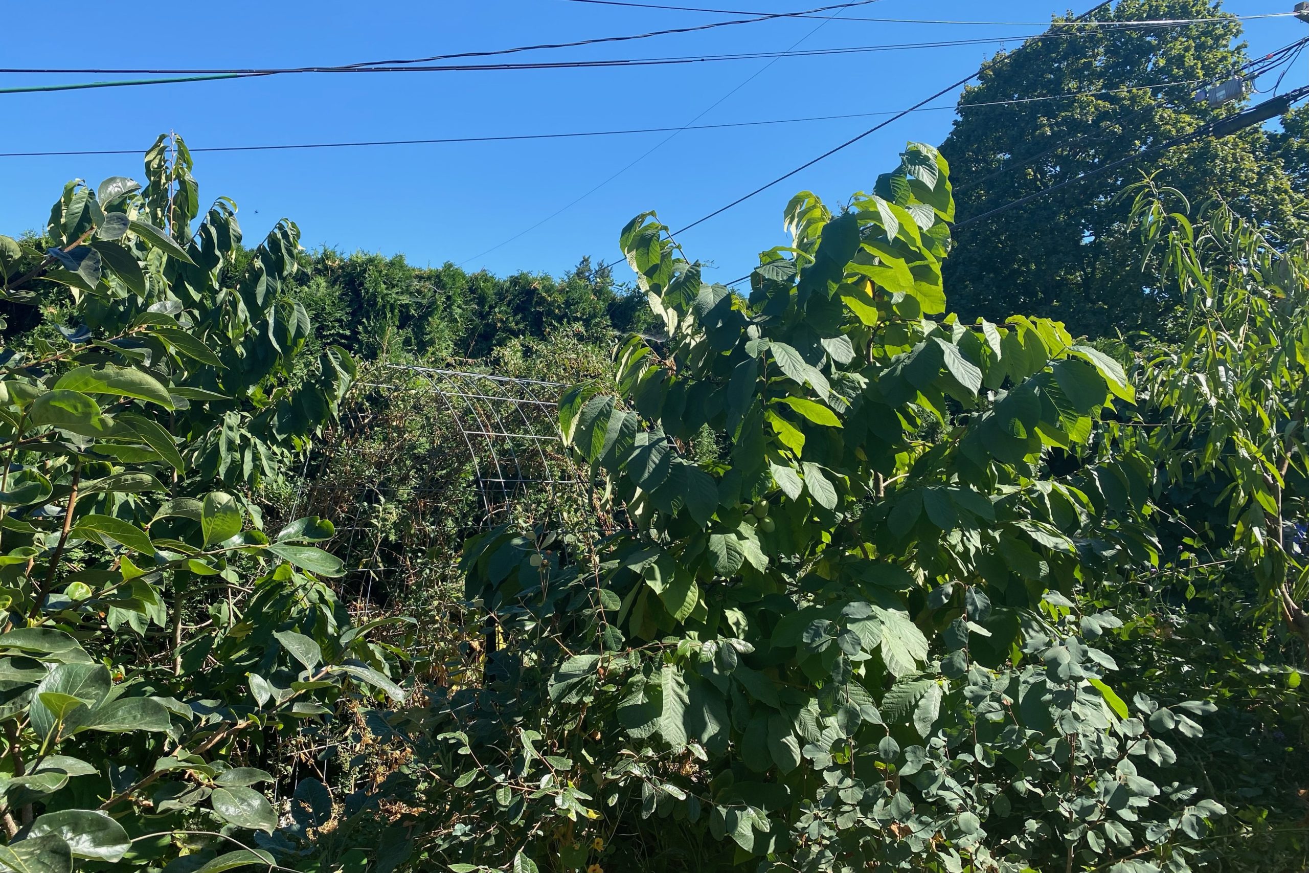 Pawpaw An American Fruit Parkrose Permaculture