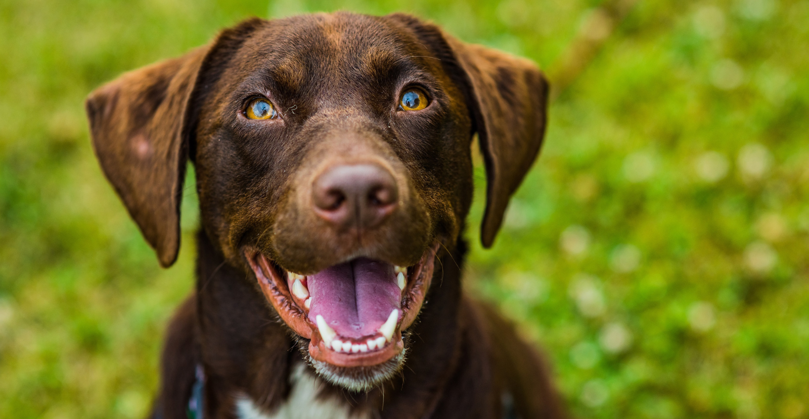 Understanding PTSD In Your Dog and What to Do