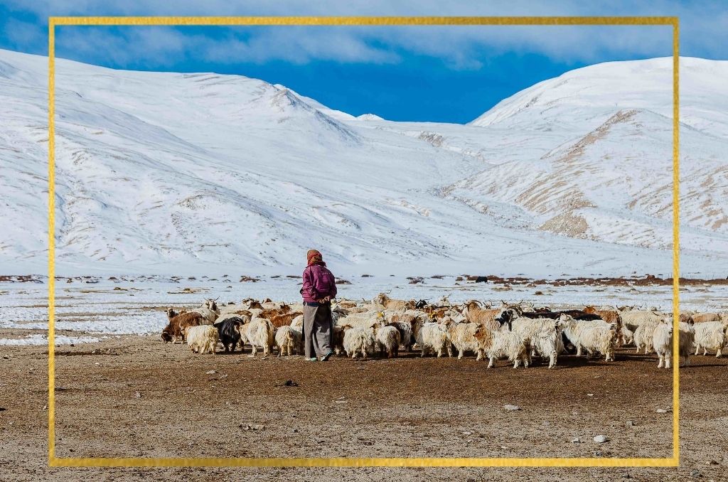 Where does Cashmere come from Pashmina Editorial