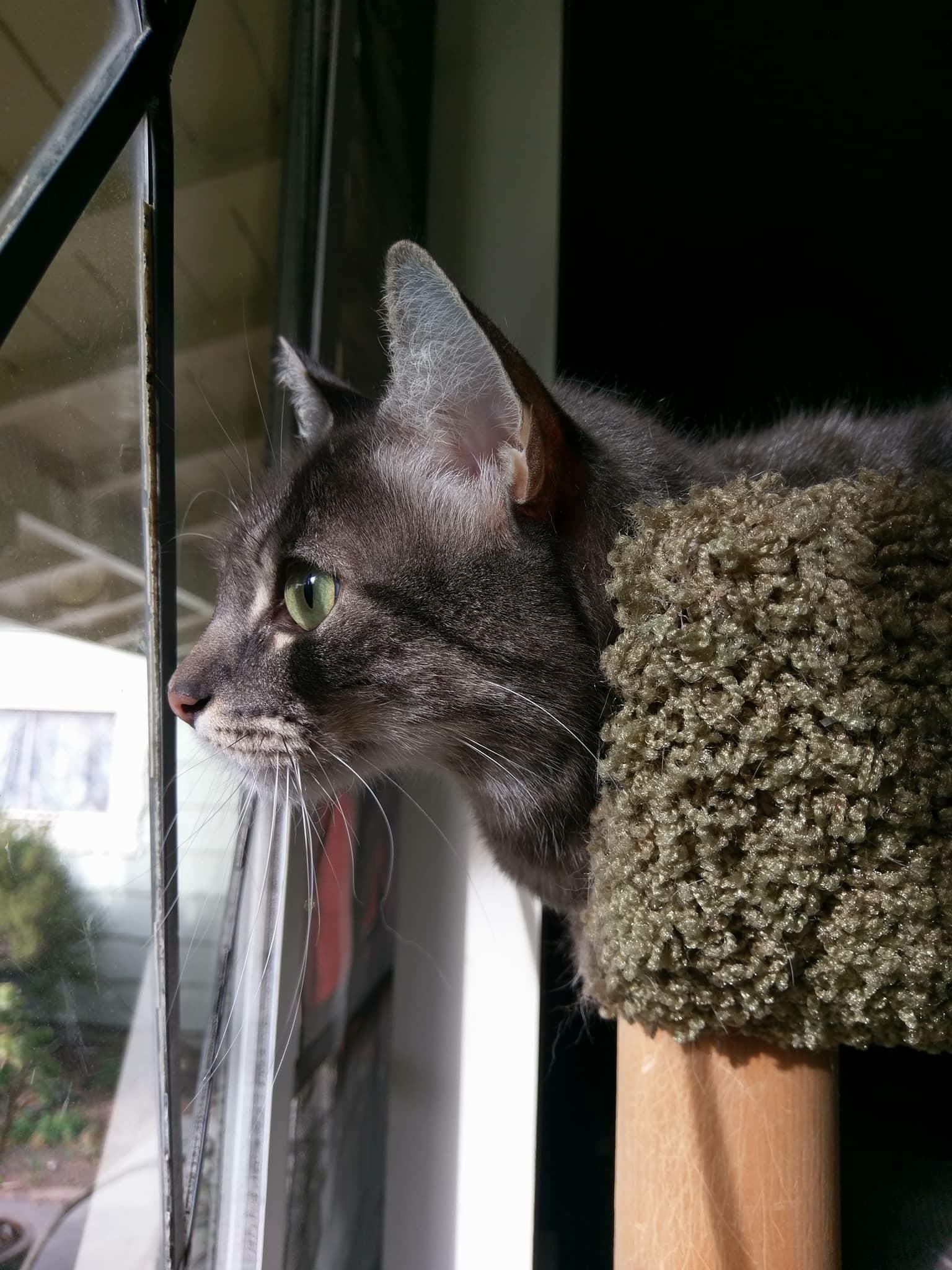 East Sacramento Pet Sitter 10/20/17 Pawsitive Attention Pet