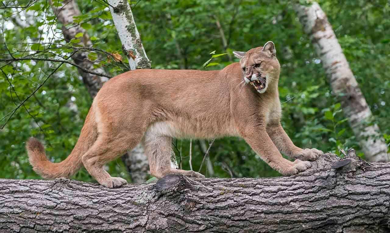 Onçaparda ou Suçuarana características e curiosidades
