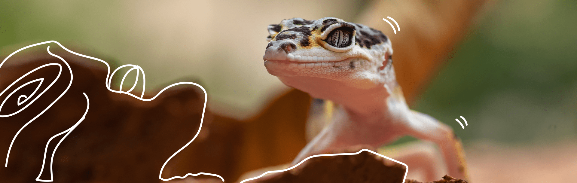 Guía de cuidado de gecko árido Blog Petco México