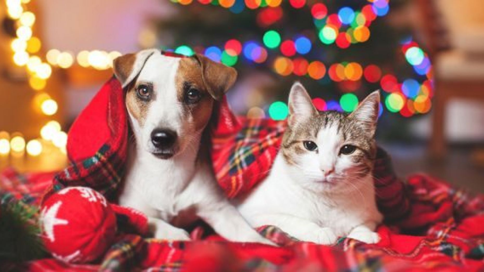 CUIDADOS COM O PET NAS FESTAS DE FIM DE ANO ZenPet